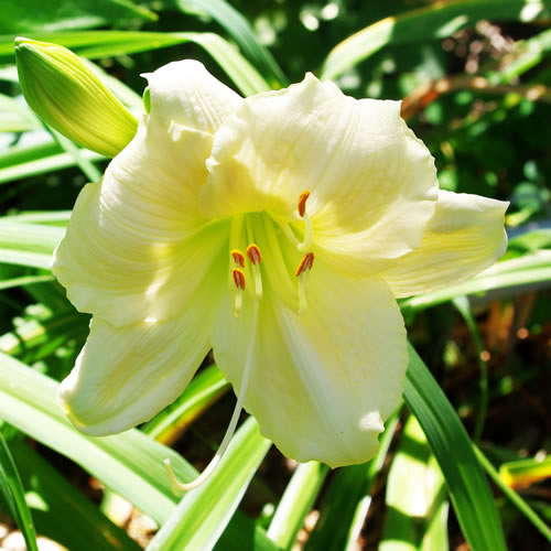 Hemerocallis Window Dressing